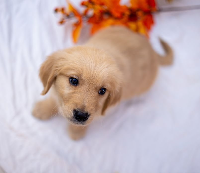 Справжні золотинки для цінителів породи