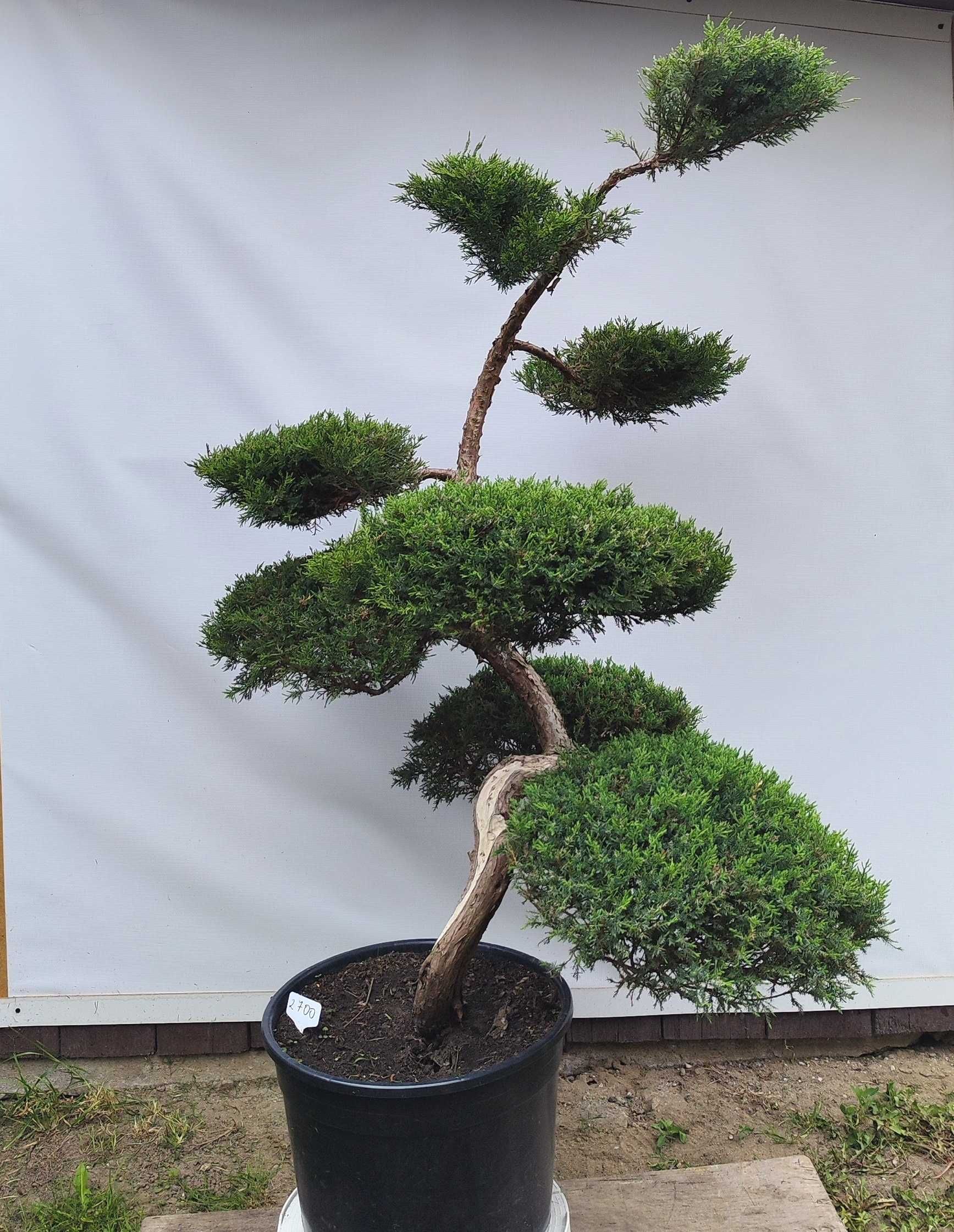 Bonsai Niwaki Jałowiec Wilhelm Pfitzer