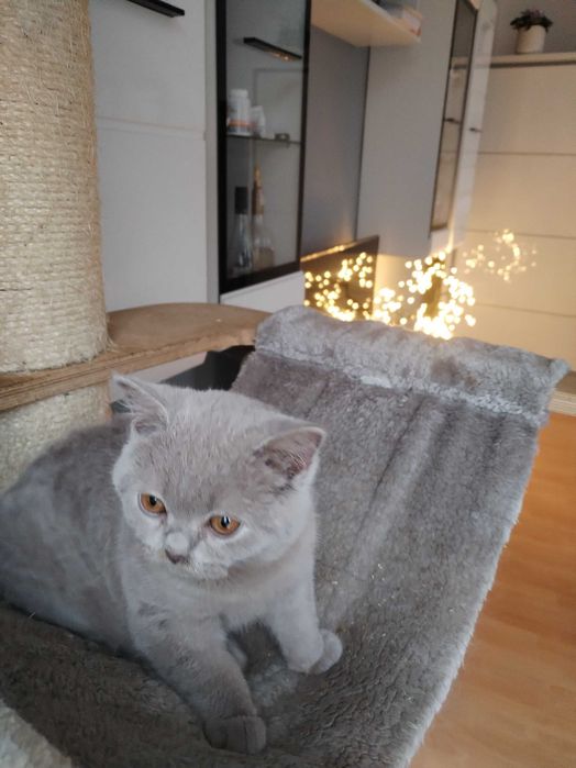 Śliczna liliowa kotka