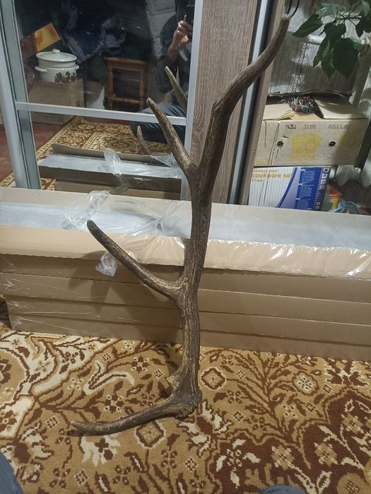 Рог оленя (в наличии 1)