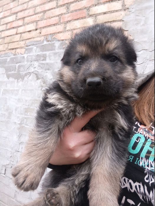 Продам цуциків Німецької вівчарки