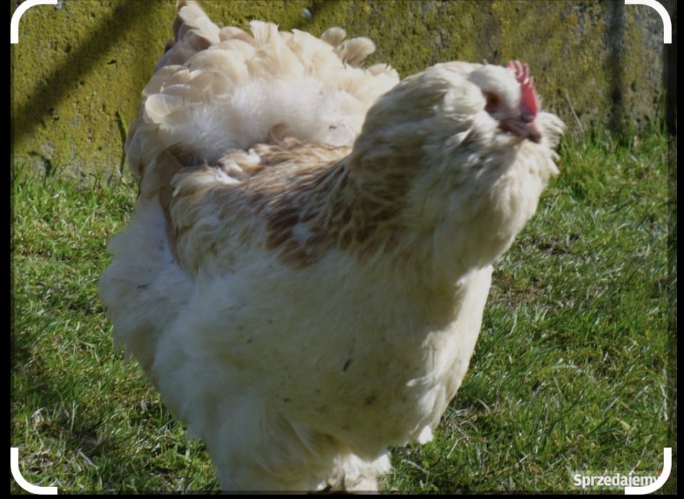 Kura Fawerola łososiowa