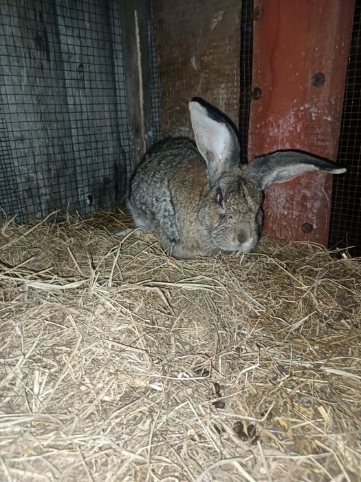 Królik samiec  z 2025r
