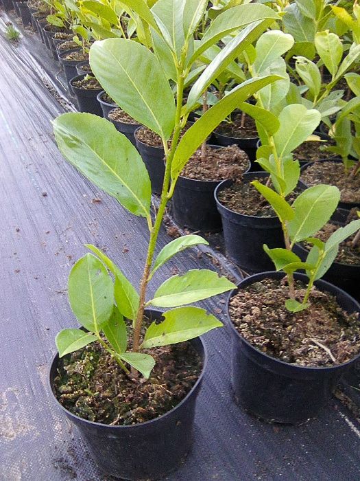 Laurowiśnia 100cm, Caucasica , Rotundifolia , Etna , Novita