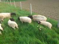 Owce Dorper młode