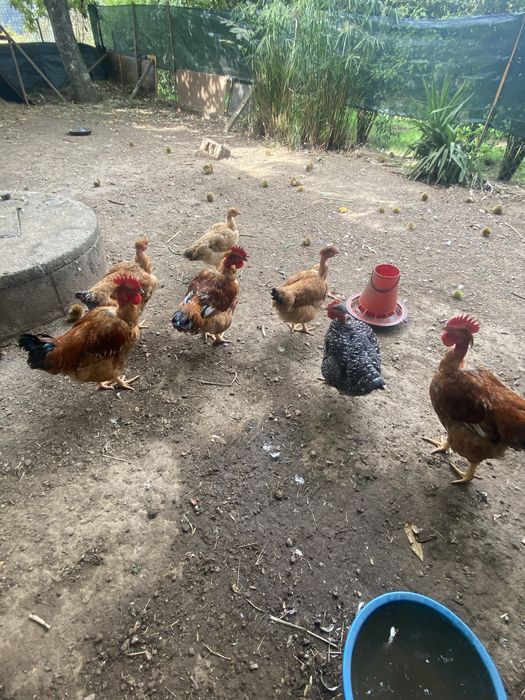 Galos para cabidela