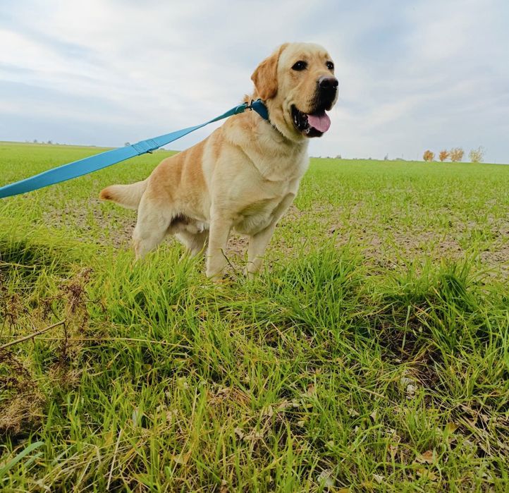 Labrador retriver piesek