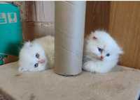 Хайленд-фолд , шотландські висловухі кошенята, білий котик