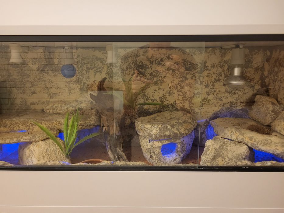 Terrarium dla gekona