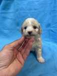Caniche Poodle toy Macho