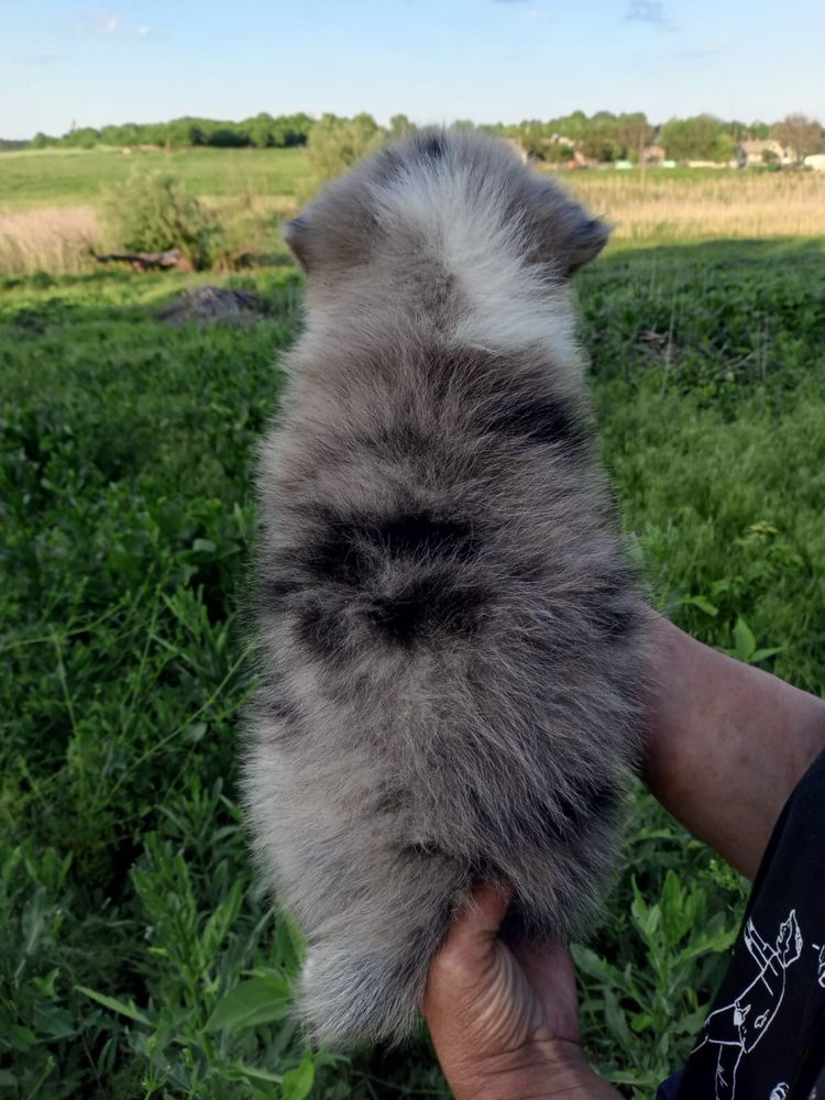 Цуценята бордери