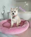 Suczka Pomsky (Mini Husky)
