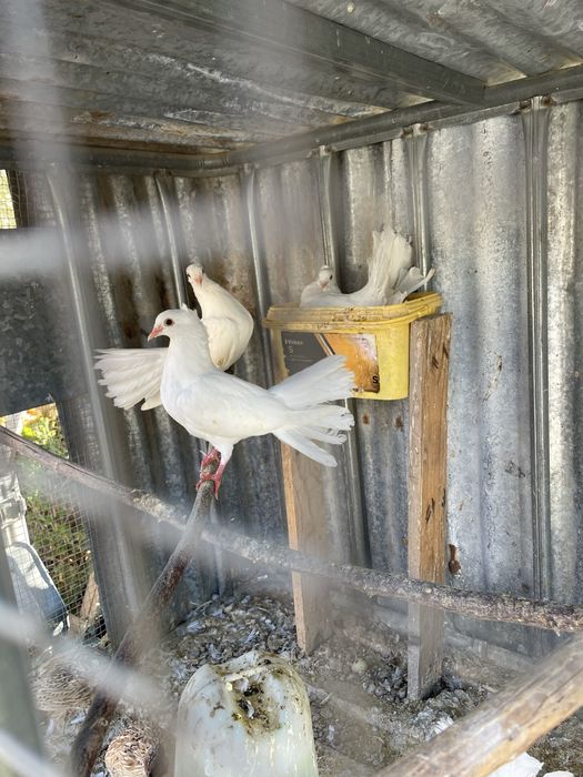 Casal de pombos de leque