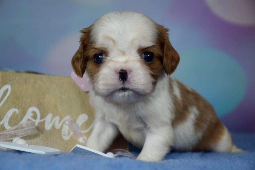 Szczeniak Cavalier King Charles Spaniel FCI