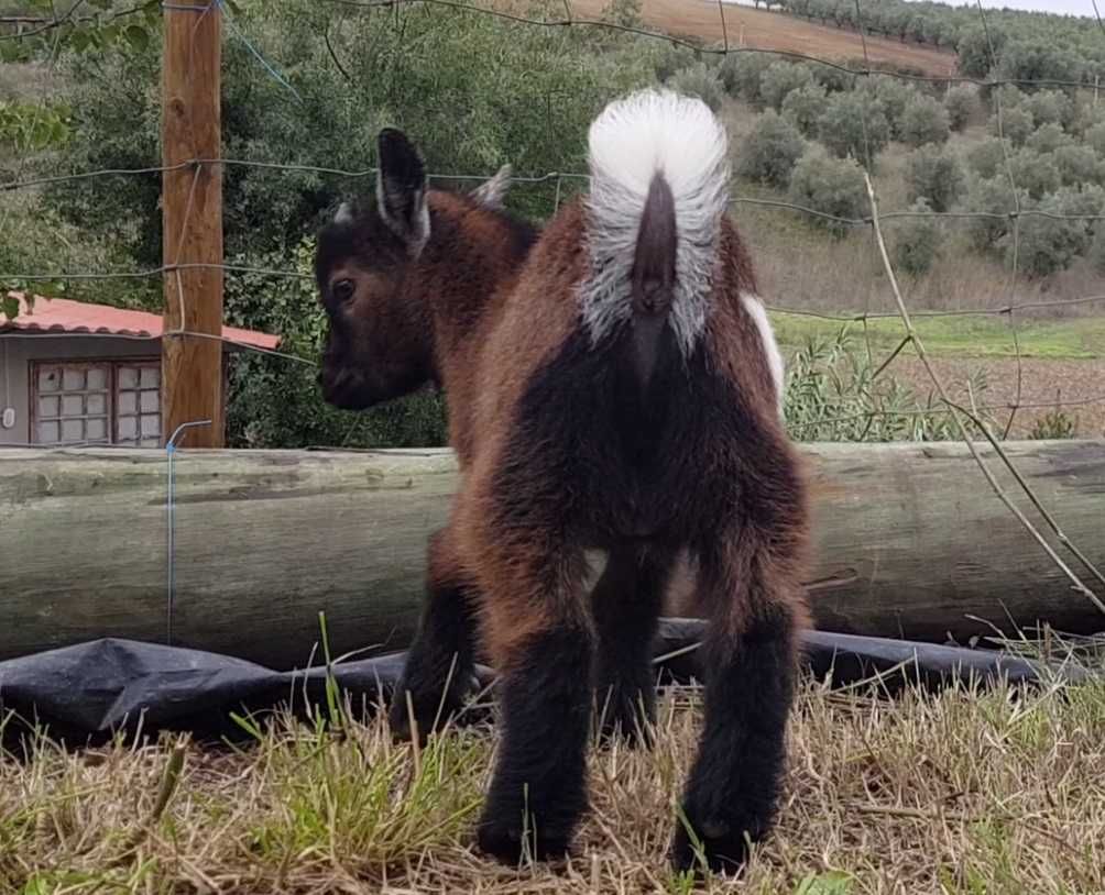 Cabras anãs (domesticadas)