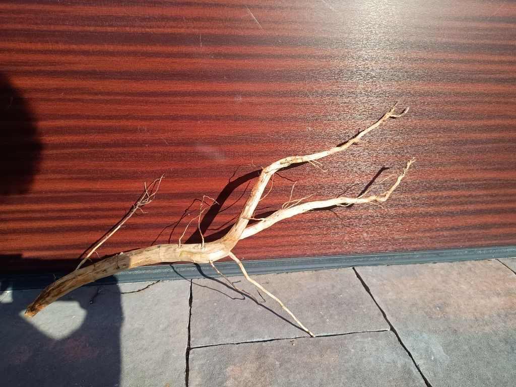 Fajny, średni naturalny korzeń do akwarium