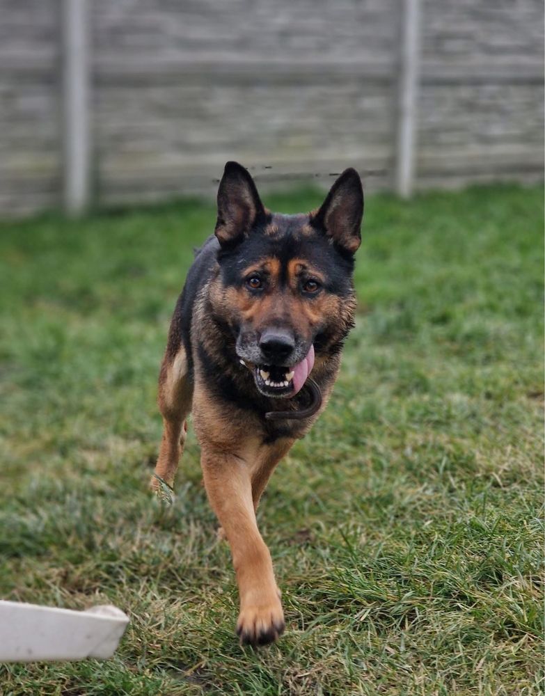 Goran owczarek niemiecki do adopcji Kalisz Wroclaw Poznan Lódź
