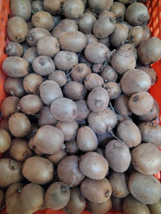 Kiwi fruto (biológicos, sem tratamentos)