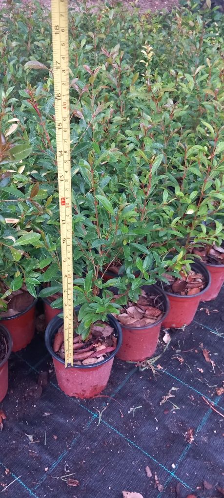 Plantas Eugénias para sebes últimas unidades