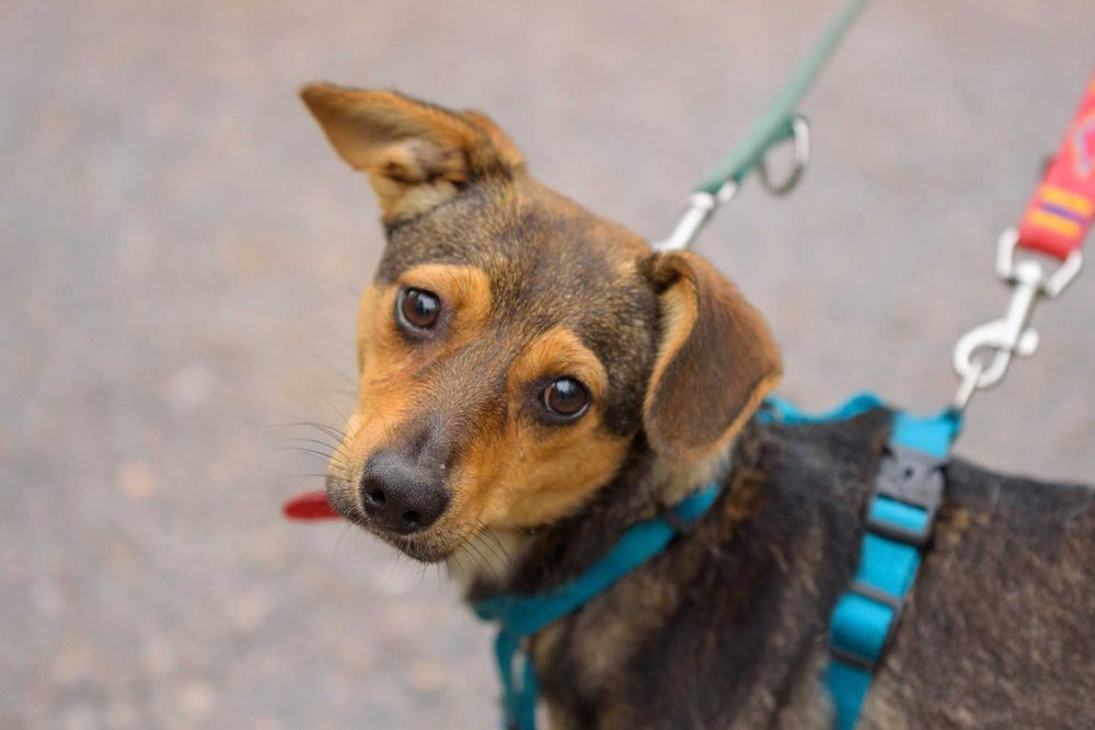 VIKSI - radosna młodzinka marznie w schronisku, szczeniak ok. 8 mcy