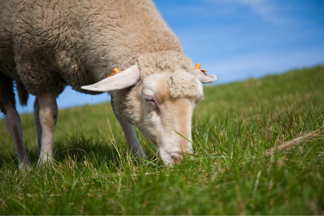 Sprzedam owce rasy olkuska owce olkuskie owieczki