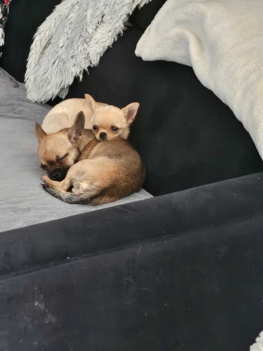 Suczka i samiec 6 miesiecy Chihuaha