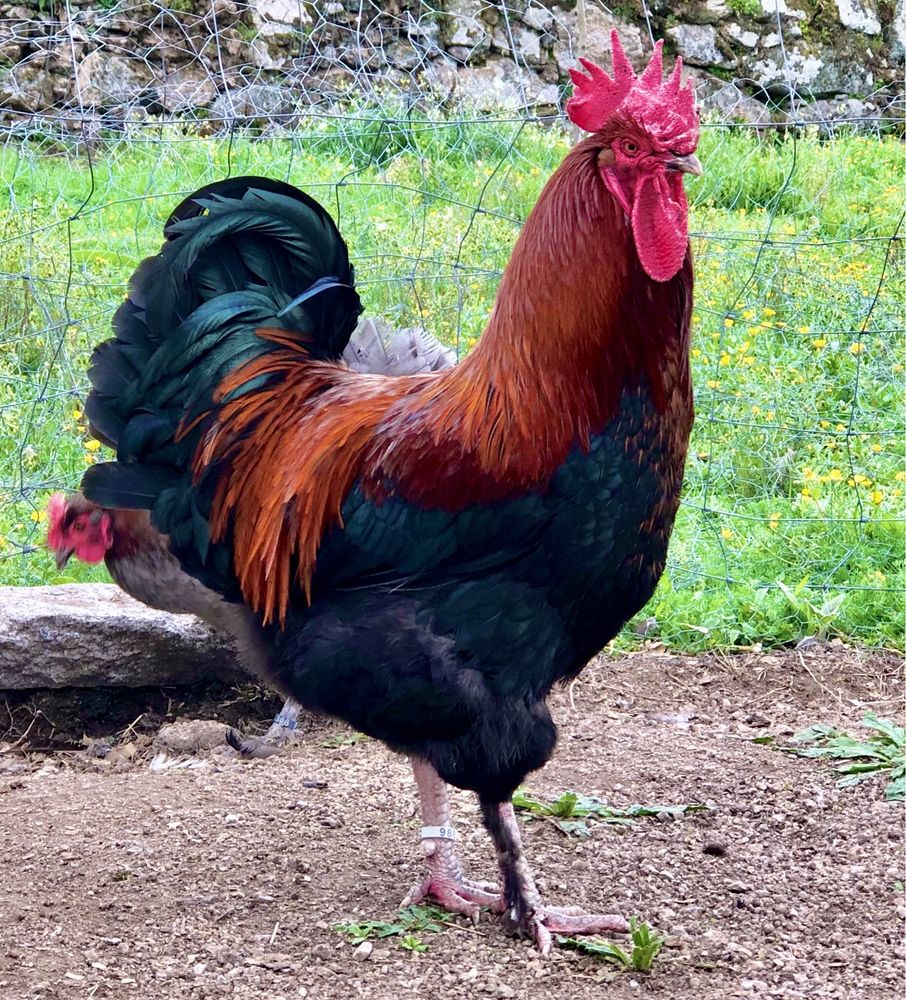 ( OVOS ) Marans Preto Cobre / Azul Cobre