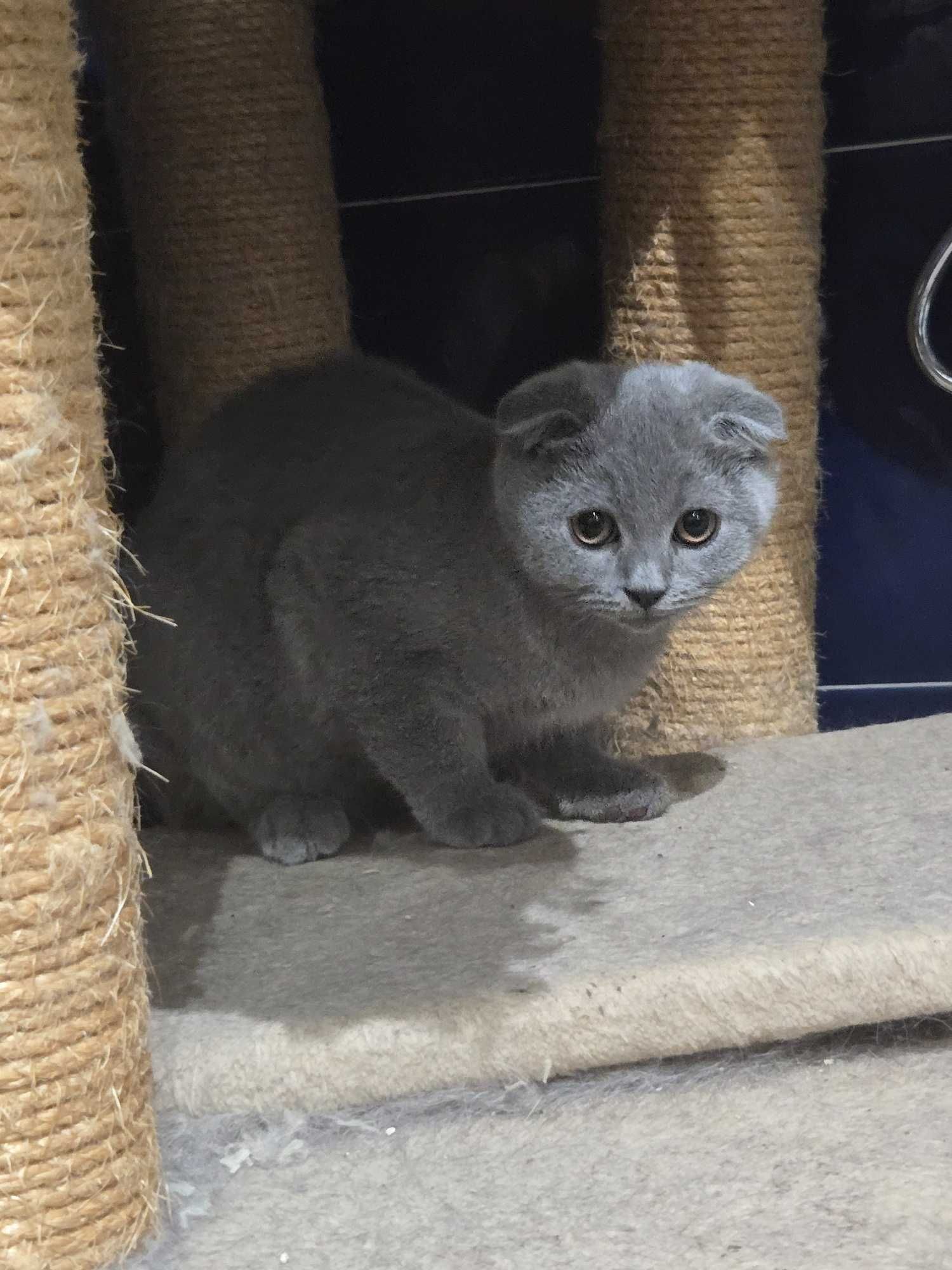 Gatinha Scottish Fold