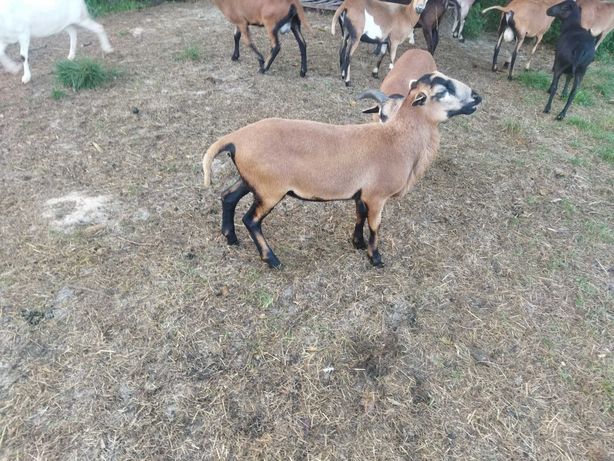Owce baran Barbados