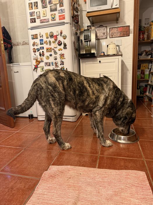 Cadela Rafeiro Alentejano esterilizada