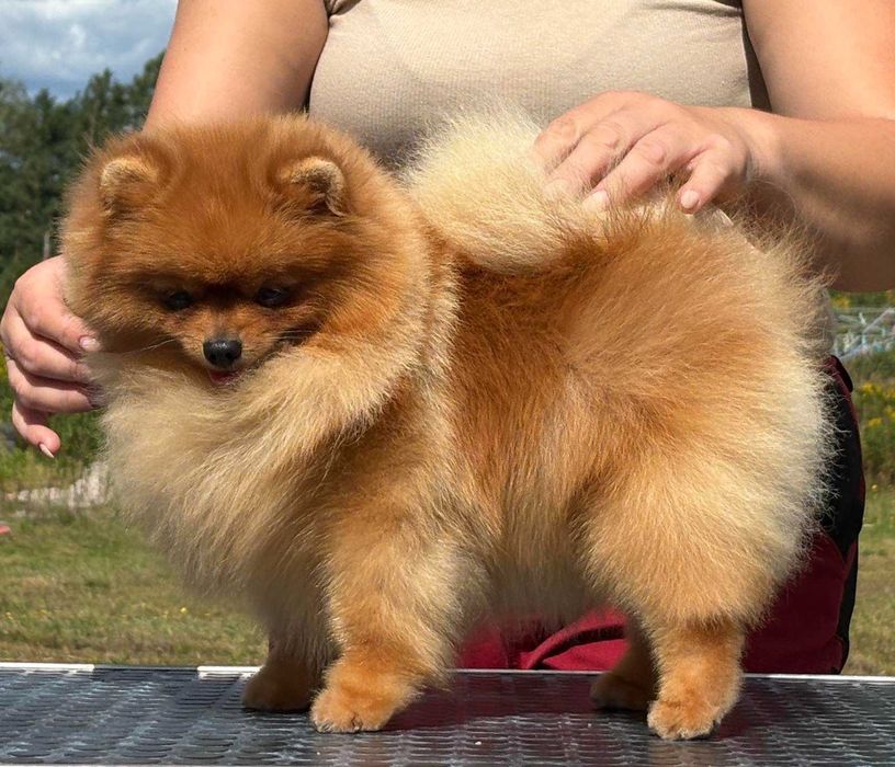 Szpic miniaturowy Pomeranian suczka odbiór grudzień ZKwP/FCI