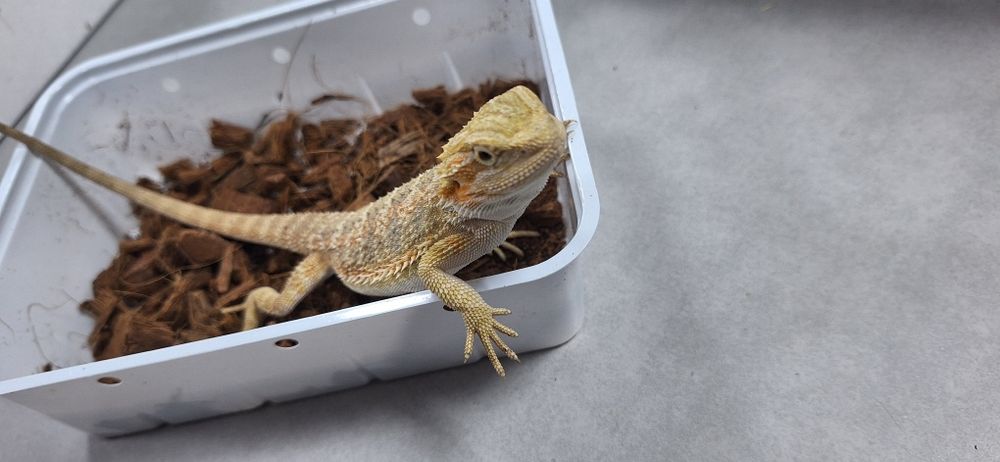 Agama brodata samiczka