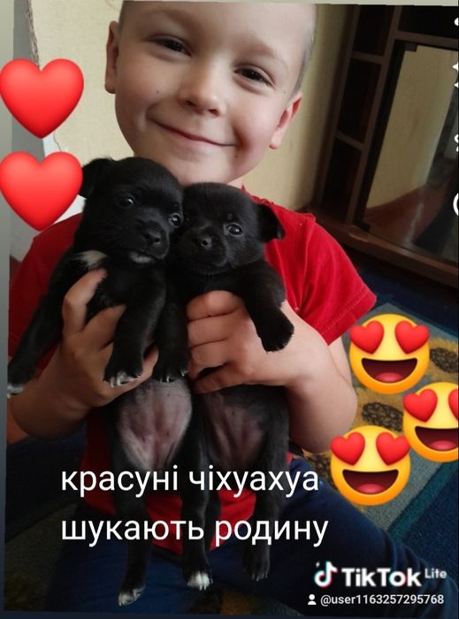 Красуні чіхуахуа шукають родину