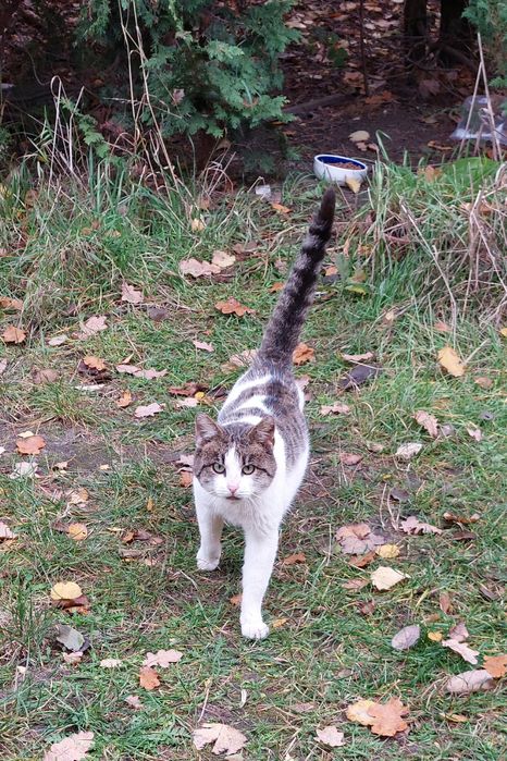 Pan kotek szuka swojego człowieka