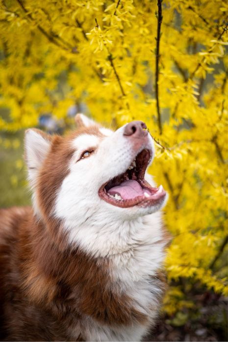 Mieszaniec Husky i Malamuta. Charakterny rudy północniak dla znawcy