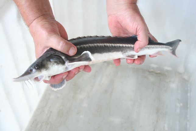 Jesiotr Bieługa 45 cm ryby zarybienia do stawów i oczek wodnych