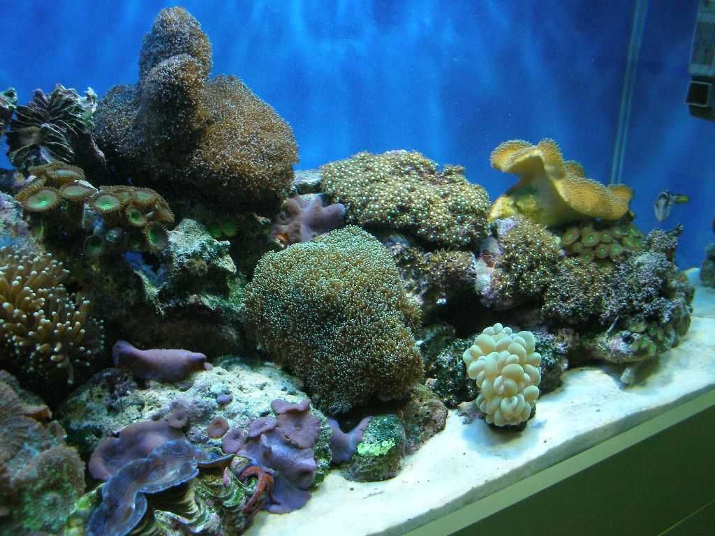 Морской и пресноводный аквариум. Под заказ. Ремонт. Обслуживание