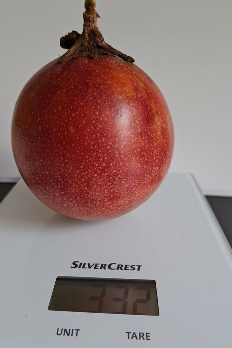 10 sementes de Maracujá Rubi