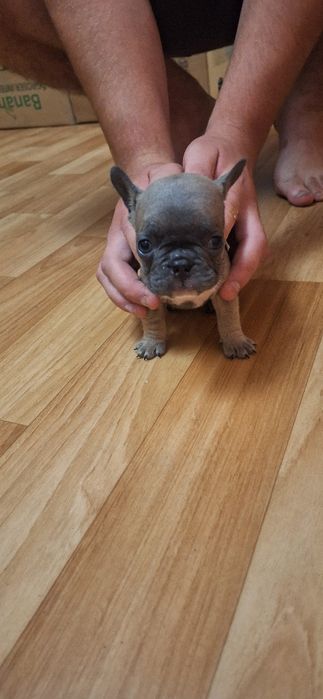 Продаються цуценята французького бульдога