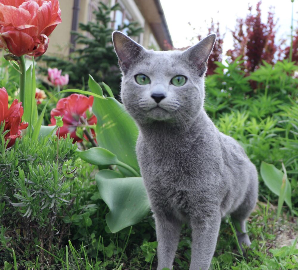 Елітні кошенята Російської Блакитної Кішки