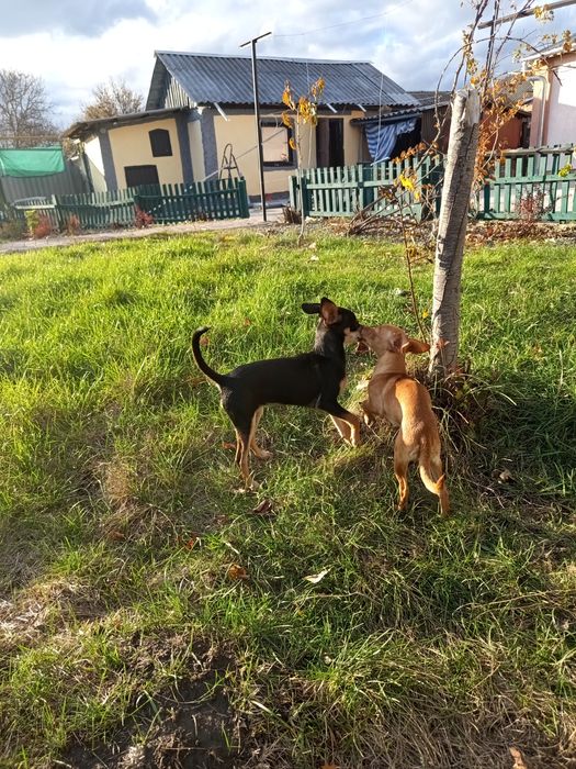 Цуценята породи Той Тер 'єр