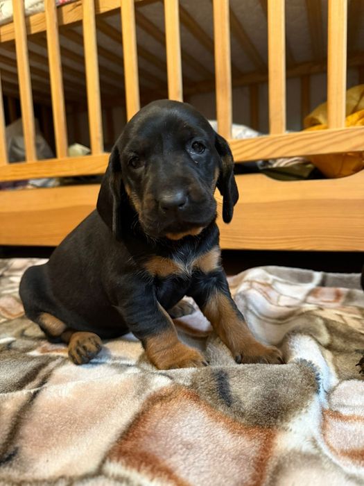 Ginczy polski szczeniak