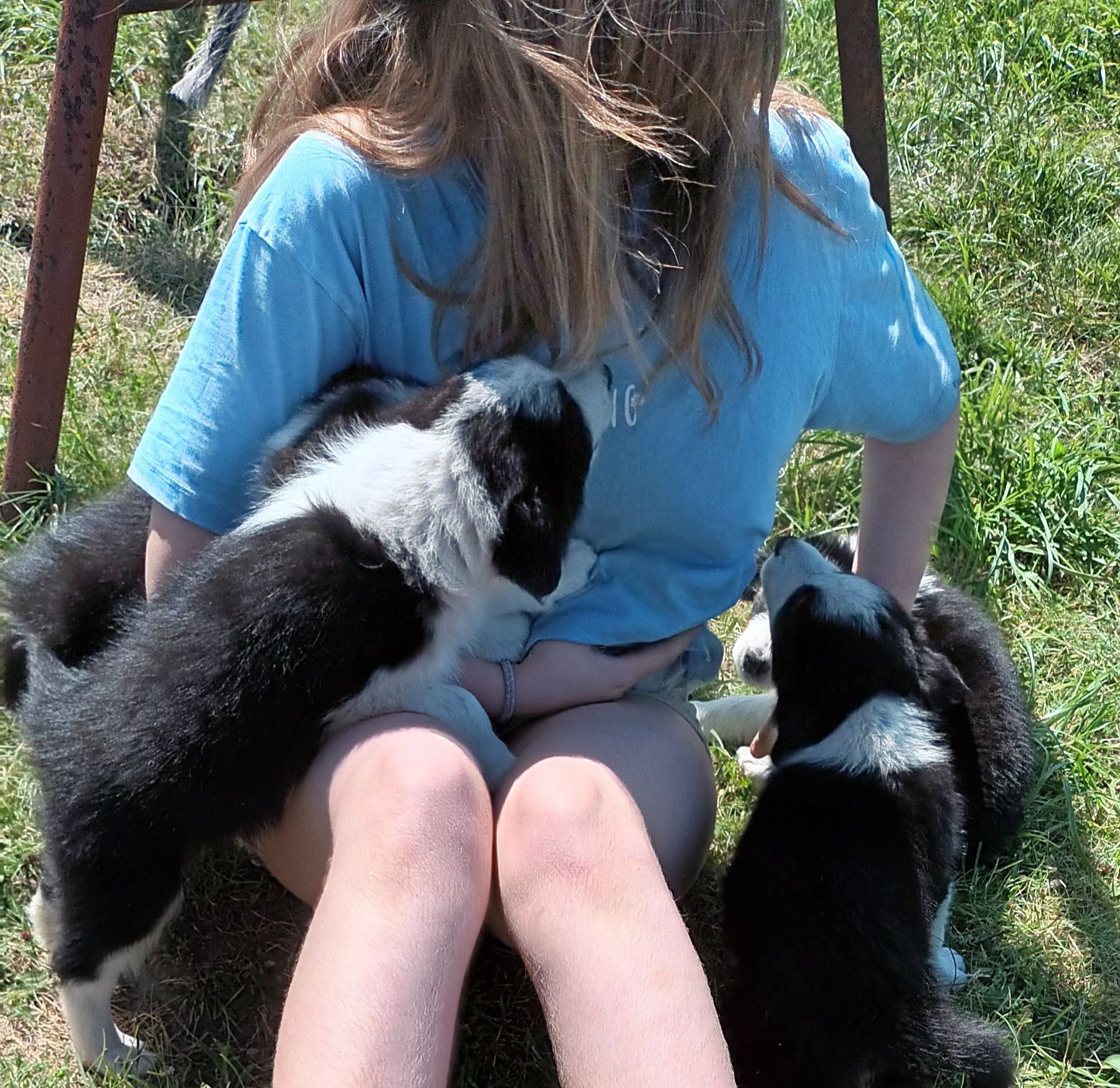 Border Collie śliczne pieski