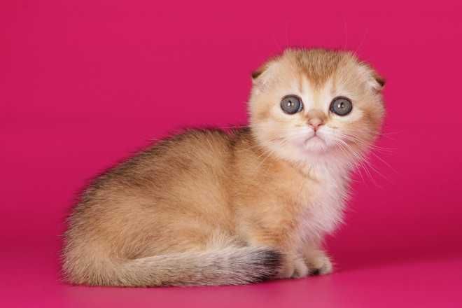 Кошенята породи манчкін, з коротенькими ніжками