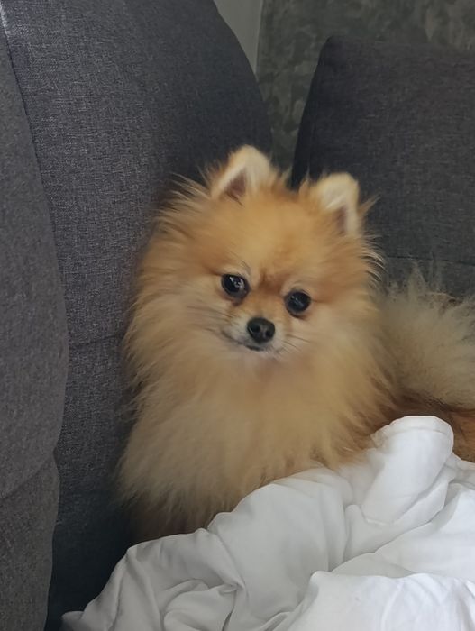 Pomeranian (Szpic miniaturowy) z hodowli z FCI