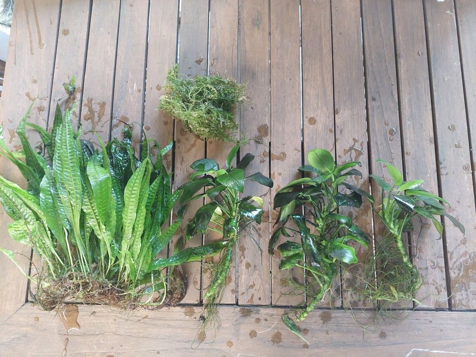 Plantas aquário fácil manutenção