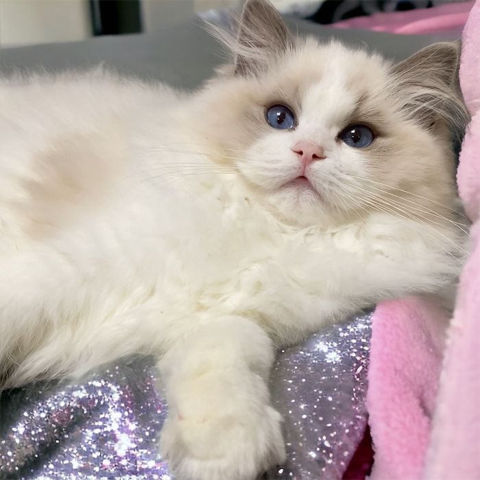 Ragdoll z rodowodem FPL