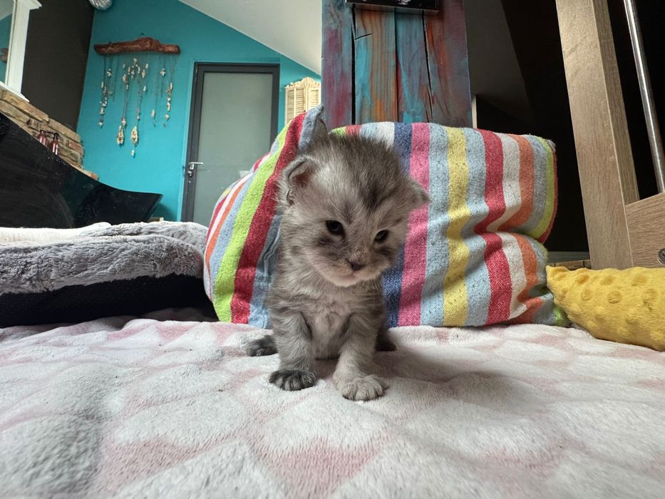 Kotka Maine Coon gotowa do odbioru