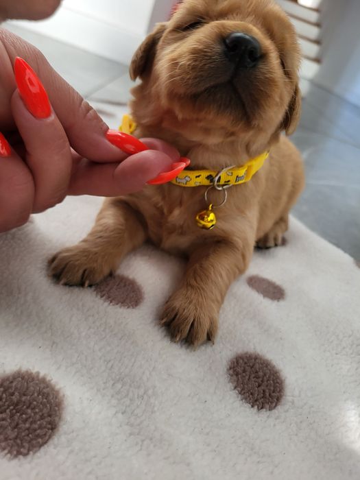Piesek golden retriever ciemno złote maluszki po 20 listopada odbiór.