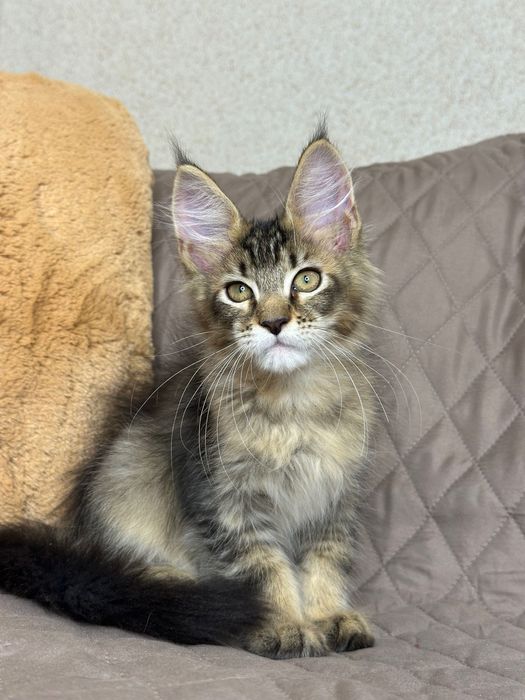 Sienna-Kotka Maine Coon
